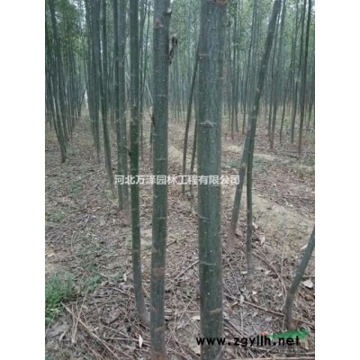 河北邢台新河千亩青皮柳正在热销