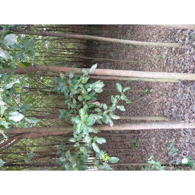 出售五至八公分香樟树