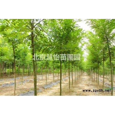 大量海棠苗木基地紧急出售