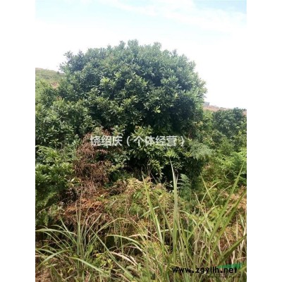 浙江衢州70公分朴树供应