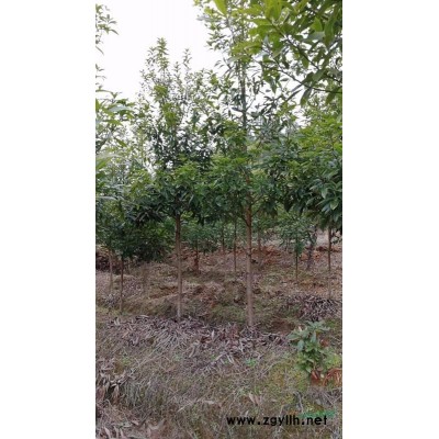 江西地区大量提供各种规格金丝楠木