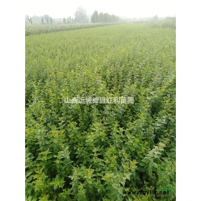 连翘苗山西运城红利苗圃连翘苗基地批发