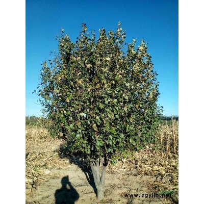 河北怀来八棱海棠供应