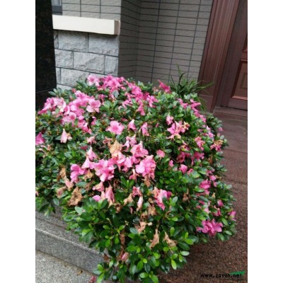 浙江毛鹃 报价*新报价/浙江毛鹃 报价图片