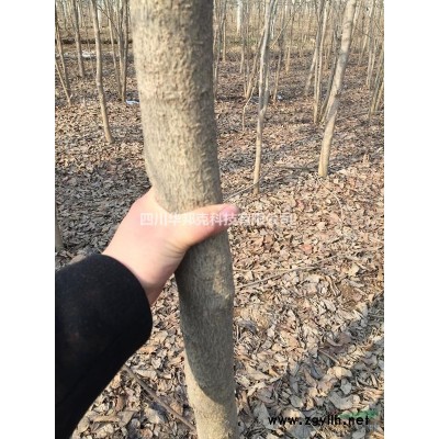 处理占地苗木大叶女贞