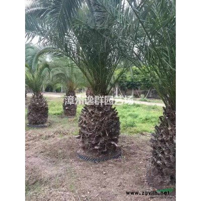 福建东南花都供应三角梅，什么规格都有！