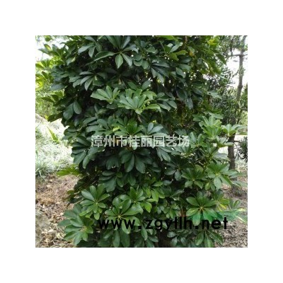 福建红花三角梅50高6元一盆基地直销