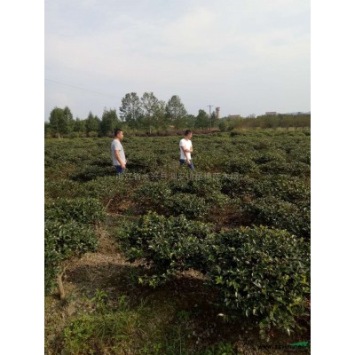 茶梅球2行情报价\茶梅球2图片展示