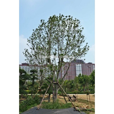 百年玉兰树出售河北绿地园林寻优质买家