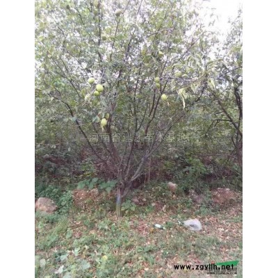 大量供应树状月季2-8公分