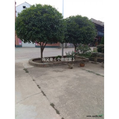 湖北-武汉-蔡甸香樟树、桂花树、对接白腊，规格*，价格优惠