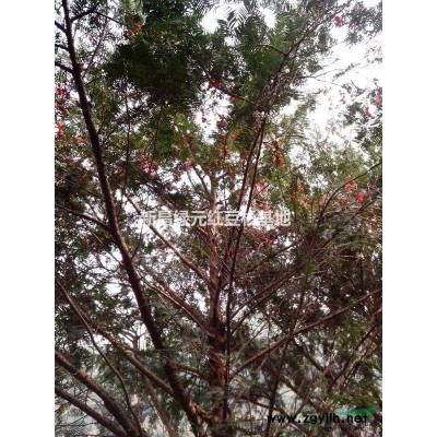 红豆杉优质仔播繁植苗