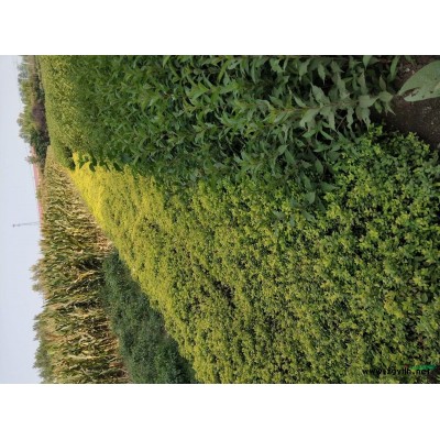 大量冬青，黄杨苗出售