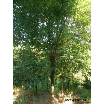 湖北咸宁大量供应5至8公分香樟