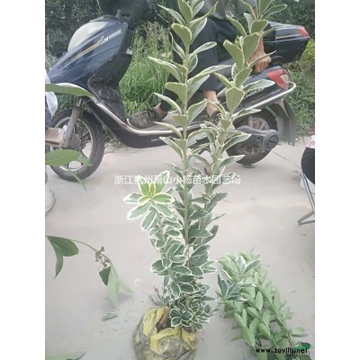 金森女贞 高度30以上 价格0.35 萧山小杨苗木配送