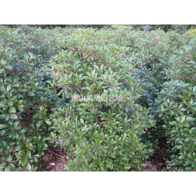 出售稀有品种厚皮香