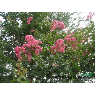 浙江 长兴 大量供应  无患子  7-20公分