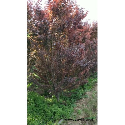 西安周至供应6米高丛生五角枫