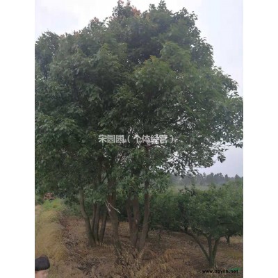 湖州供应大量大规格精品优质香樟