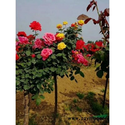 精品月季树