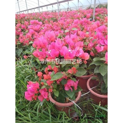 福建优质凤凰木各种规格批发