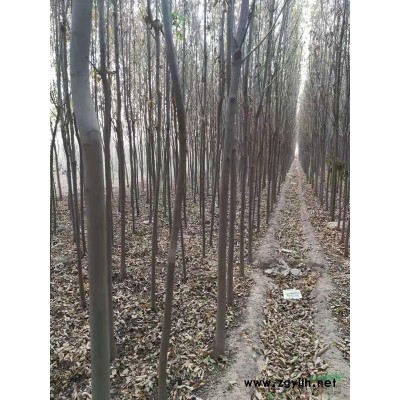 石家庄大量供应西府海棠白蜡树龄8年，米径3-10cm