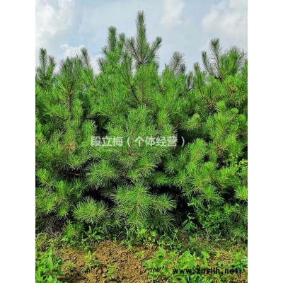 精品油松树