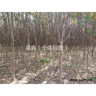 安徽地区供应紫薇5-7公分