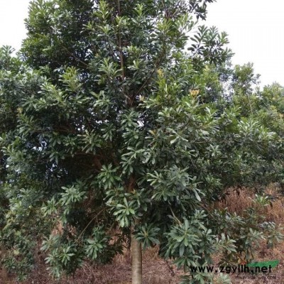 供各种类型杨梅绿化树。朴树，红豆杉，映山红