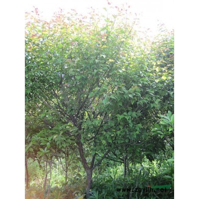 双年“宁海白”枇杷嫁接苗