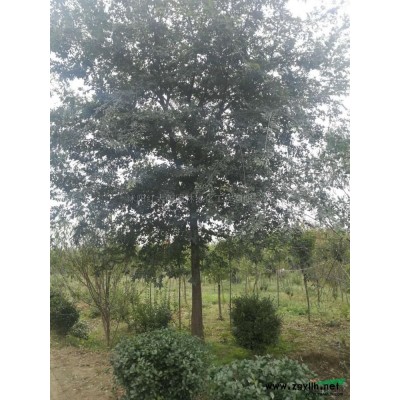 玉兰*新价格/玉兰报价