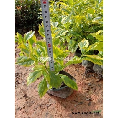 地被苗 金边假连翘，花叶假连翘，数量有100000