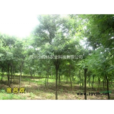 供应四川地区山杏，低分枝山杏，精品山杏图3