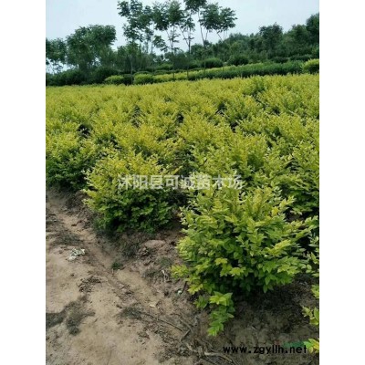 江苏精品树状月季 月季中的精品 漂亮的树状月季价格 树状月季