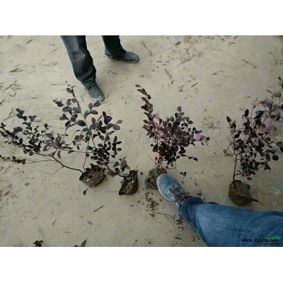 湖南郴州供应高杆红叶石楠，香柚，桂花