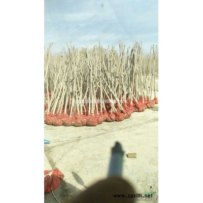 甘肃金塔胡杨1-8公分