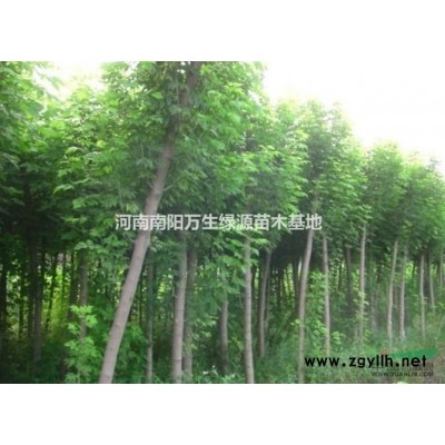 南阳地区供应10-25公分杜仲 杜仲行情 杜仲价格 杜仲报价