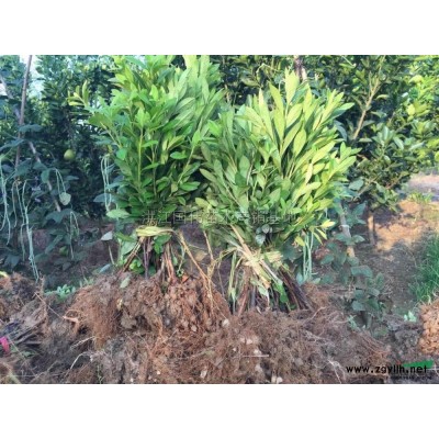 湖南地区供应栀子花