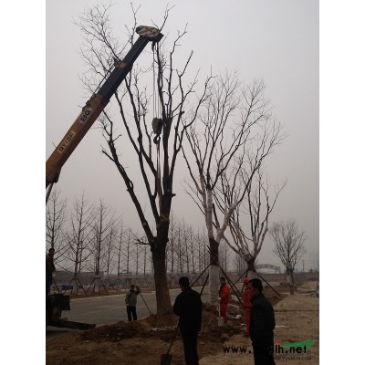 陕西花石榴供应 出售花石榴 西安花石榴