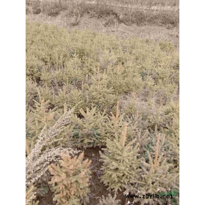 临夏县牛文孝云杉苗木