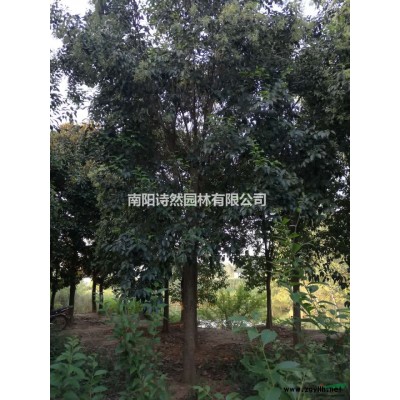 盆栽月季，树桩月季价格，月季的市场行情