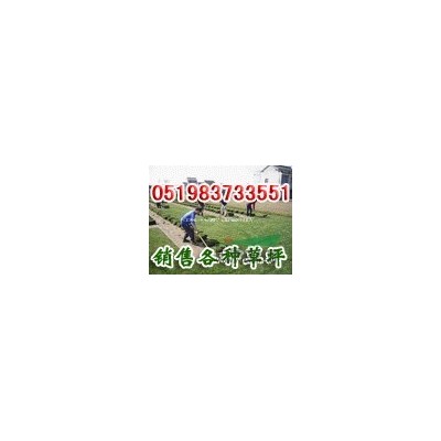 色块苗红叶小檗，大叶黄杨，小叶黄杨,红叶石楠