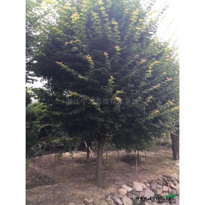 浙江醉香含笑球冠幅80到150公分