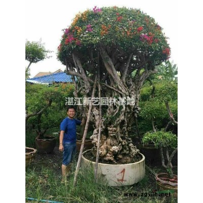 珍稀品种特大古桩三角梅供应