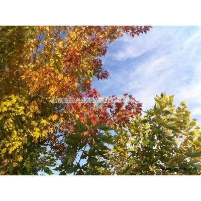 大量供应美国红枫、【规格*占地树】