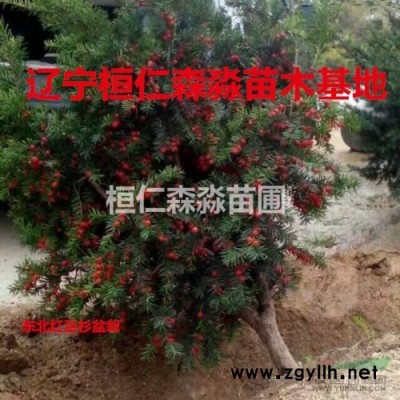 云杉树 东北云杉树苗 云杉价格 绿化云杉 青芊云杉 红皮云杉