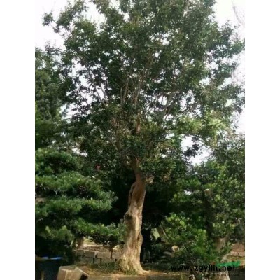 大量供应丛生朴树