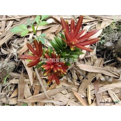 美国百丽矮紫薇，美国矮紫薇，红钻石矮紫薇