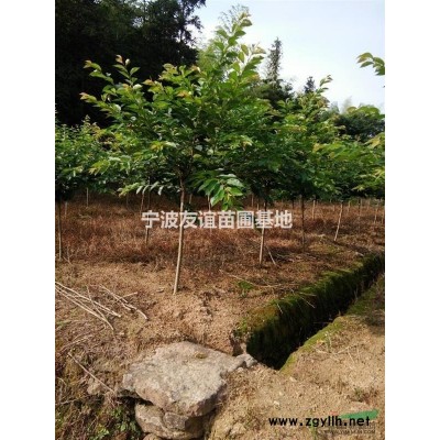 五针松，红枫，樱花