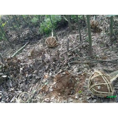 湖北红叶石楠球*新报价/红叶石楠球图片